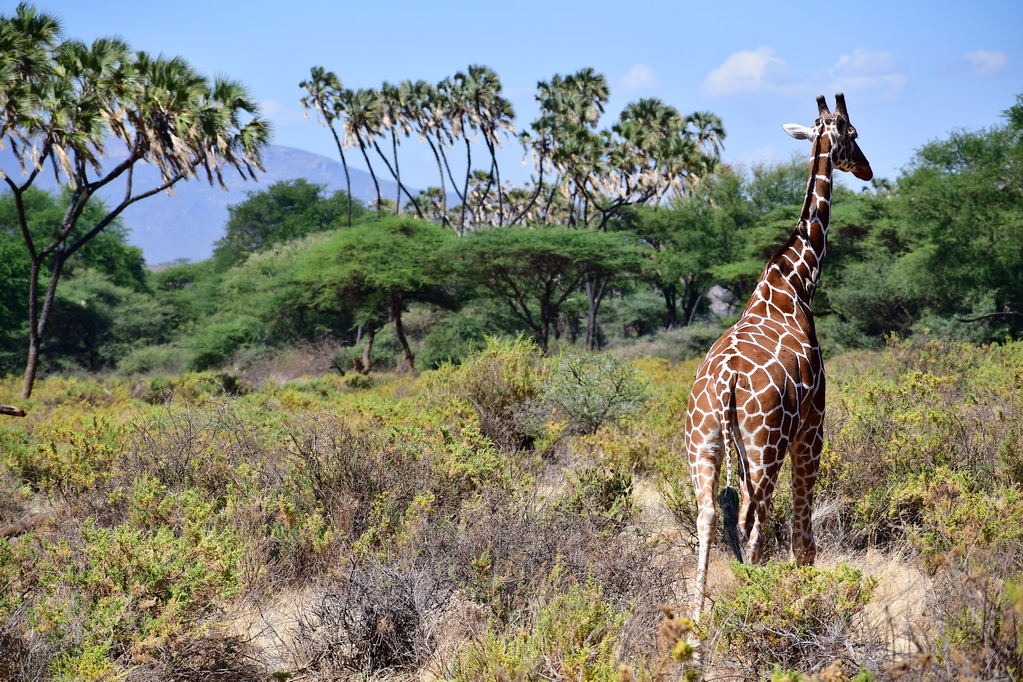 Buffalo Springs Nat. Reserve